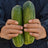 Desi Kheera - Organic Cucumber