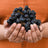 Black Grapes (Angoor)